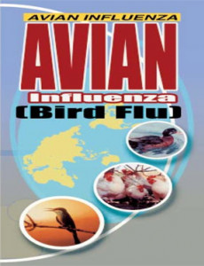 Avian Influenza (Selesema Burung)